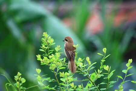brown shrike. This is a winter visitor bird of Thailand. This shot has been captured at Bangmaung,Samutprakan,Thailand in September,25,2016.の写真素材