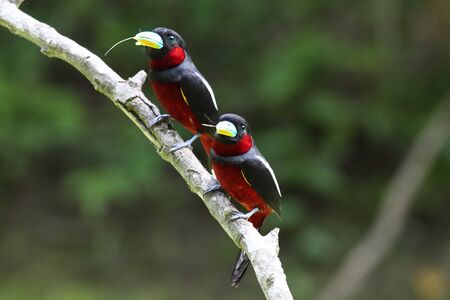 black and red broadbill (cymbirhynchus macrorhynchos). A rare resident bird in Thailand, reduced due to lowland deforestation. This has taken at Kaeng Krachan National Park, Petchaburi.の写真素材