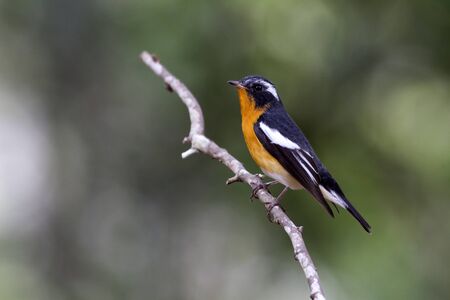 Mugimaki flycatcher (Ficedula mugimaki) This is a male passage migrant and winter visitor bird of Thailand. Its habitat are evergreen forest, wooded gardens, secondary growth down to plains.の写真素材