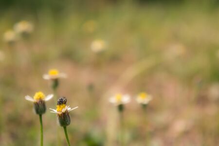 Bees find nectar from flowers, bees, insects, nature.の写真素材