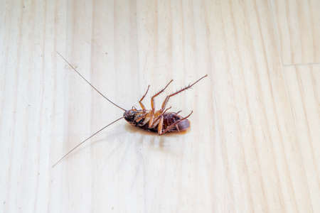 Roach dead on wooden floor for use as a pest control concept.