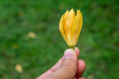 Champa Flower Yellow Flowerの写真素材