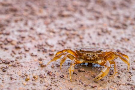 Rice field crabs, Top view of crab, somanniathelphusa, freshwater crab or rice field crabの写真素材
