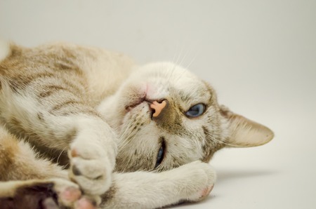 Cat Sleeping Pet Cute Cat Gray Whiteの写真素材