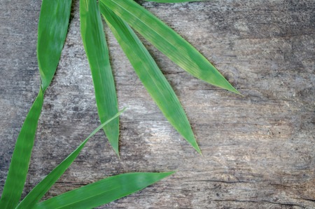 Bamboo green leaves on old wood background.の写真素材