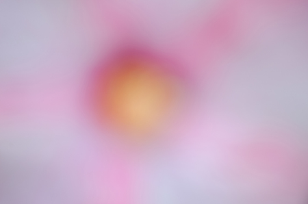 Chaba flower blurred is used as a background.の写真素材