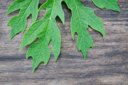 Papaya leaves on old wood.の写真素材