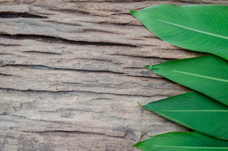 Heliconias smooth layout rests on an old wooden board with a natural green background.の写真素材