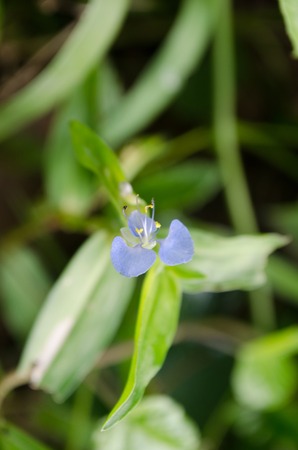 The beauty of grass flowers in the evening, lush green background.の写真素材