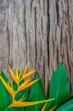 Lay a smooth pattern of Heliconia flowers and leaves on old wooden boards.の写真素材