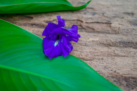 Butterfly flower on banana leaf and old wood.の写真素材