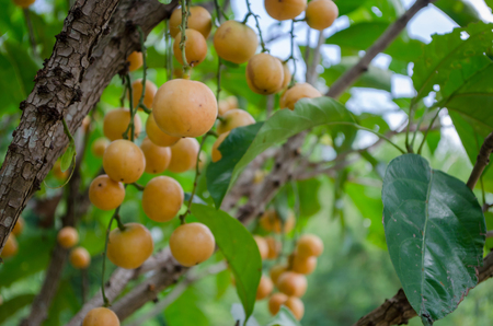 Yellow Rambehs are on the tree.の写真素材