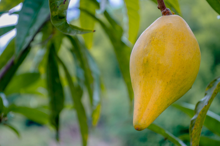 Lucuma Yellow Egg Tiesaの写真素材