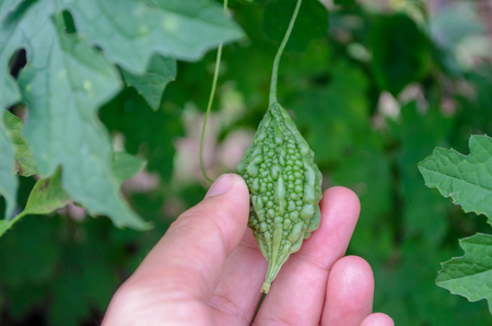 The fruit of Momordica charantia rose between the leaves. Medicinal properties.の写真素材