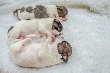 Shih Tzu puppies are sleeping on white fur.の写真素材
