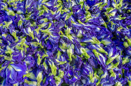 Butterfly Pea flowerの写真素材