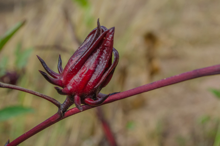 Hibiscus sabdariffa or roselle fruits flower in farmの写真素材