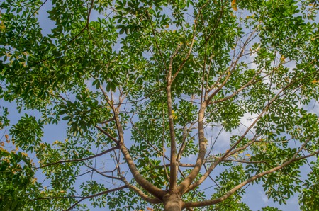 Top view of rubber tree