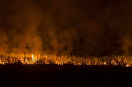Fire on sugarcane trees in the gardenの写真素材