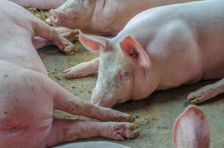 All pigs sleep on the farm.の写真素材