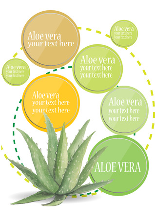 Aloe Vera watercolor with frameのイラスト素材