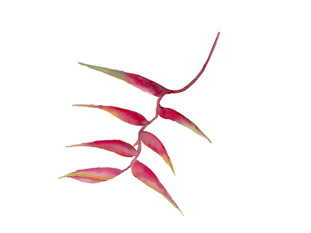 heliconia watercolor