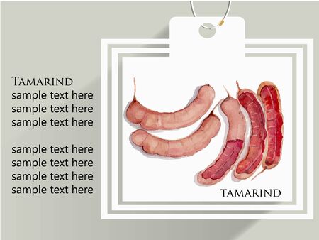 tamarind watercolor illustration info graphic vectorのイラスト素材