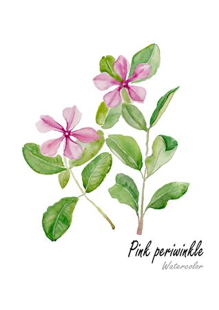 pink periwinkle or Madagascar rosy.Hand drawn watercolor painting  on white background.Vector illustration.のイラスト素材