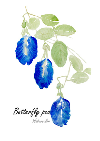 Butterfly pea or Blue pea.Hand drawn watercolor painting on white background.Vector illustrationのイラスト素材