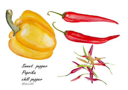 Sweet pepper.Hand drawn watercolor painting on white background.Vector illustrationのイラスト素材