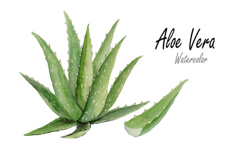 Aloe vera.Hand drawn watercolor painting on white backgrond.vector illustrationのイラスト素材