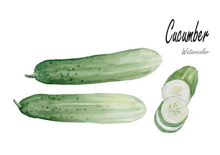 Cucumber.Hand drawn watercolor painting on white background.Vector illustrationのイラスト素材