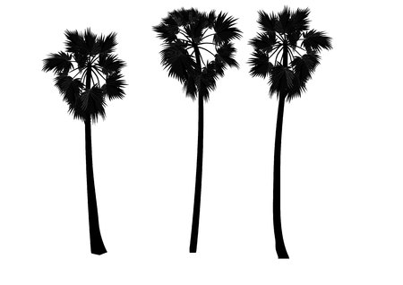 Palm tree ,sugar palm vector illustrationのイラスト素材