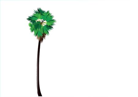 Palm tree ,sugar palm vector illustrationのイラスト素材