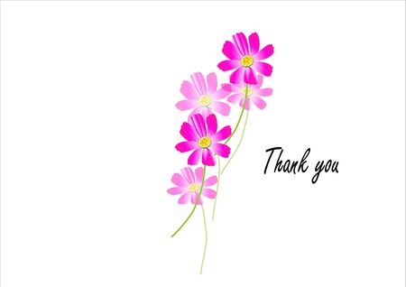 Cosmos flowers on the white background,pink cosmos Vector illustrationのイラスト素材