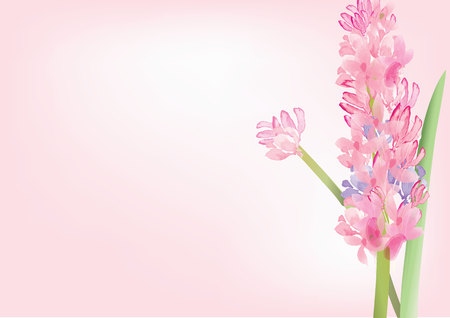 Hyacinth  pink flowers on white background,vector illustrationのイラスト素材