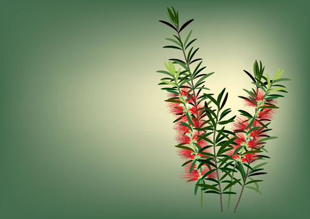 bottle brush flowers or callistemon  ,red flower on white background,vector illustrationのイラスト素材