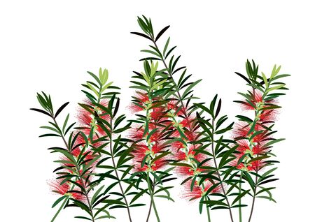 bottle brush flowers or callistemon  ,red flower on white background,vector illustrationのイラスト素材