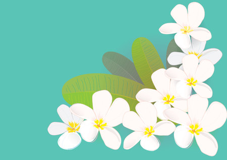 plumeria flower with leaves isolated picture vector illustrationのイラスト素材