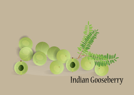 indian gooseberry fruit  with leaves for object or background . food and medicine productのイラスト素材