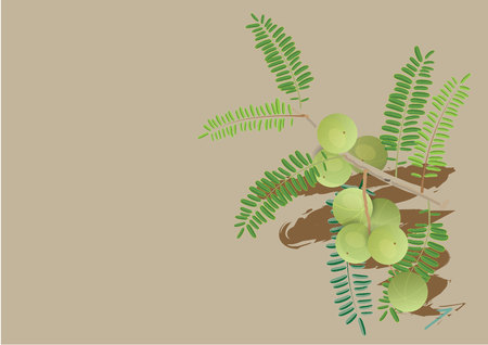 indian gooseberry fruit  with leaves for object or background . food and medicine productのイラスト素材