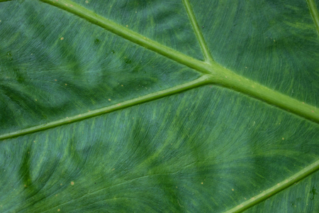 green elephant ear leaf  closeupの写真素材
