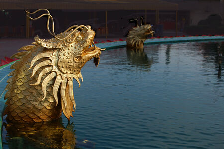 Dragon fish in the poolの写真素材