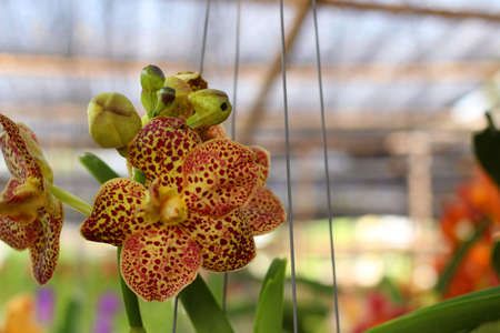 the yellow orchid flowerの写真素材