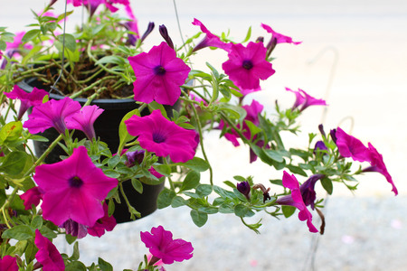 the beautiful flower