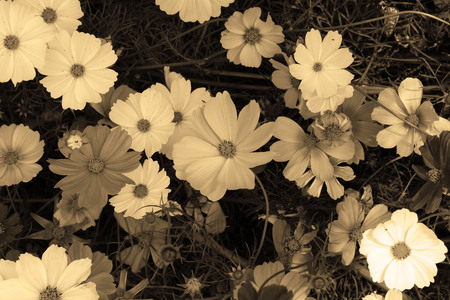 classic of  cosmos flowers in the gardenの写真素材