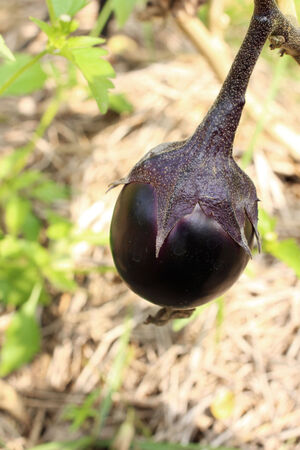 The Organic Eggplant In Farmの写真素材
