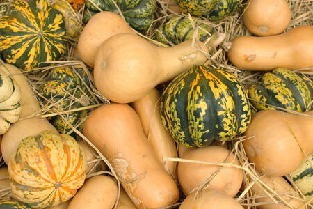 The Autumnal pumpkins  after harvest