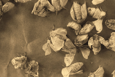 silkworm on the brown backgroundの写真素材
