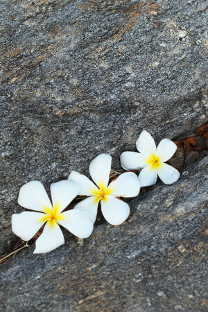 Plumeria blooming on stone backgroundの写真素材